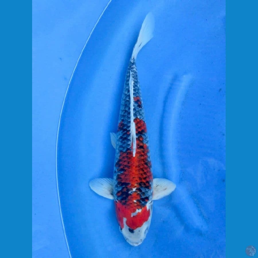 45cm - Red Goshiki 
