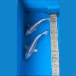 26-27 cm