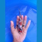 KINDAI SHOWA 14CM