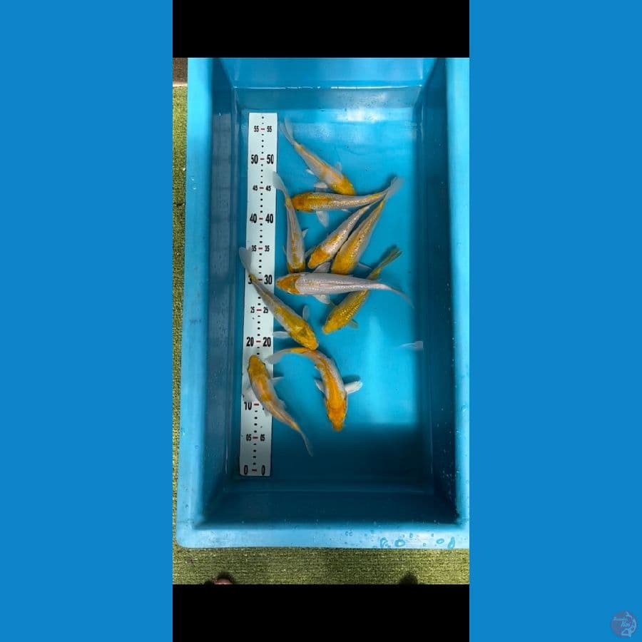 karasi koyo