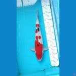 Sanke Male size 36 cm