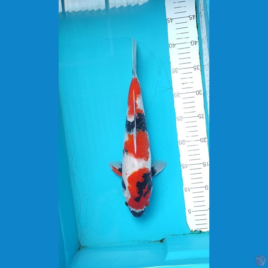 Showa female size 35 cm