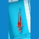 Kikokuryu Female size 38 cm