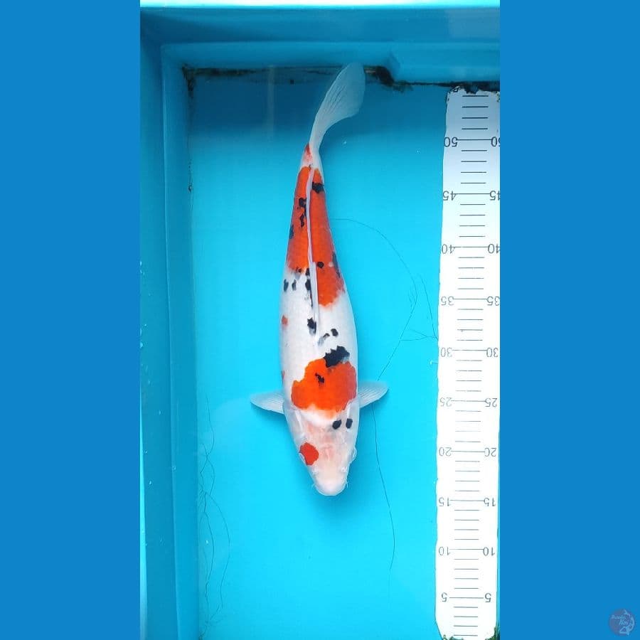 Sanke female size 39 cm