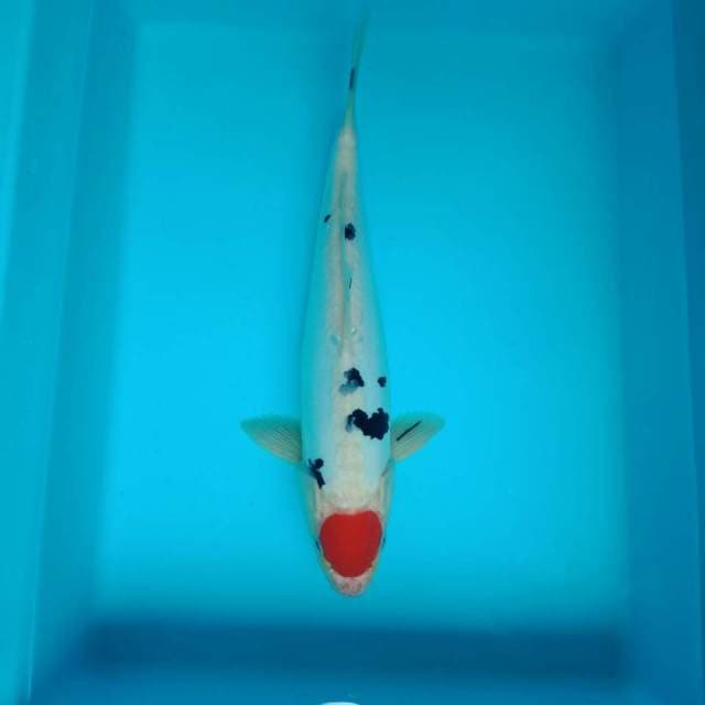 Tancho sanke doitsu 33 cm