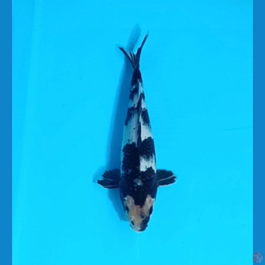 Shiro 24 cm male
