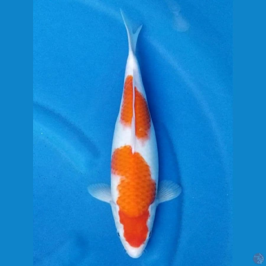 KOHAKU 34 CM