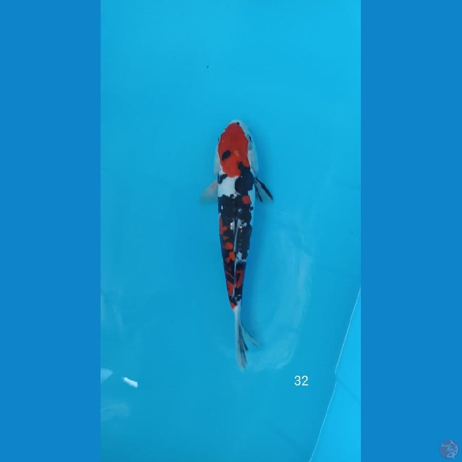 32cm doitsu