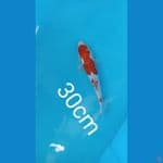 30cm doitsu