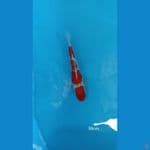 30cm kohaku