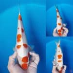 30cm Male ori
