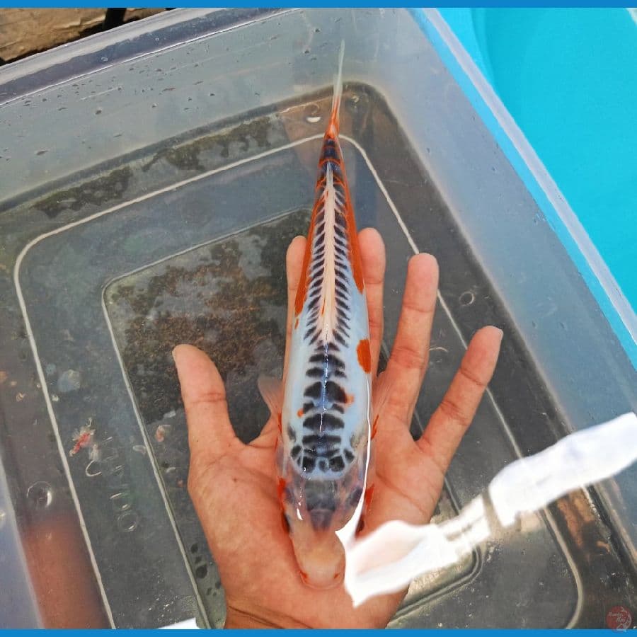 shusui 25cm