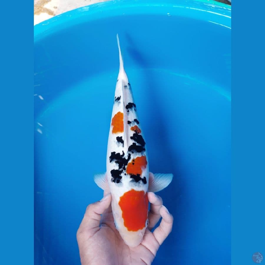 37cm Femlae Ori