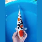 37cm Femlae Ori