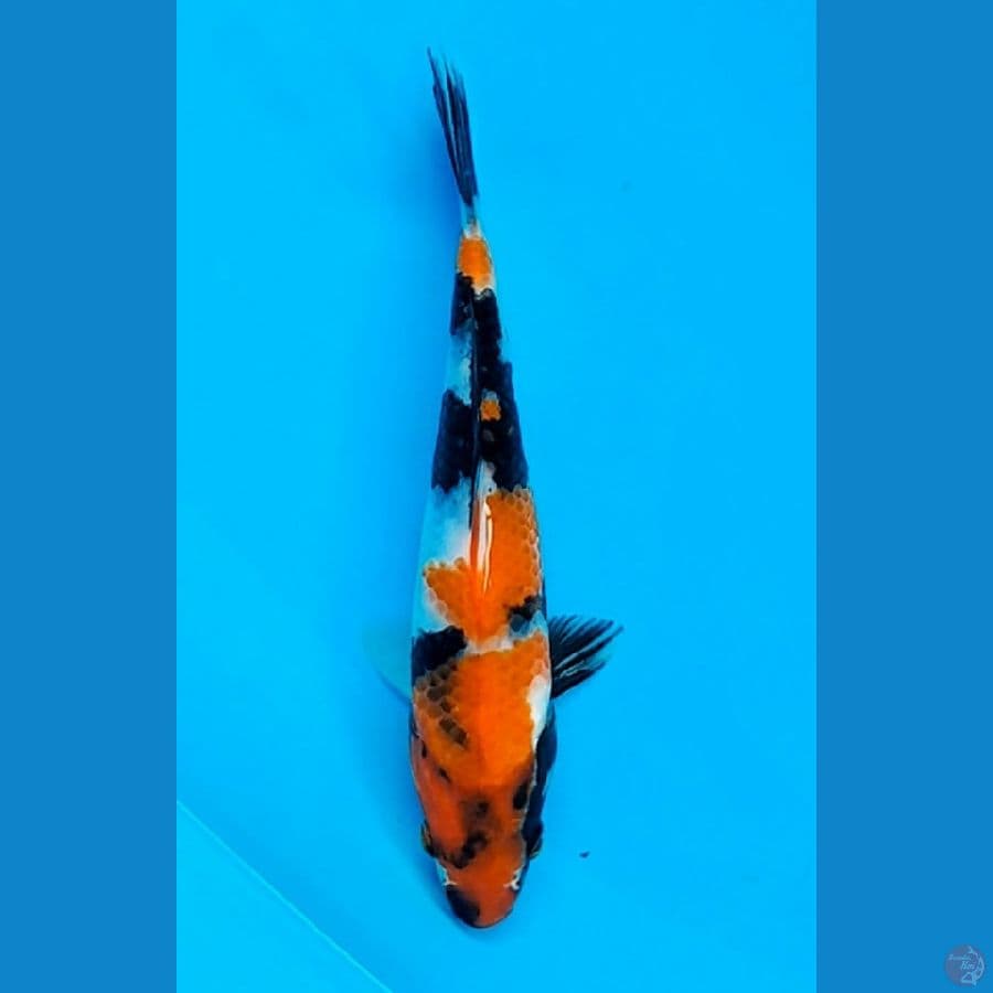 SHOWA (18CM)