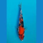 SHOWA (22CM)