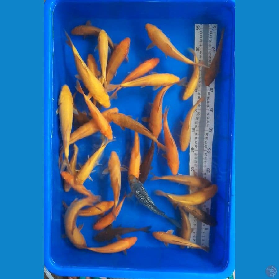 PAKET 35 EKOR. (15-21CM)