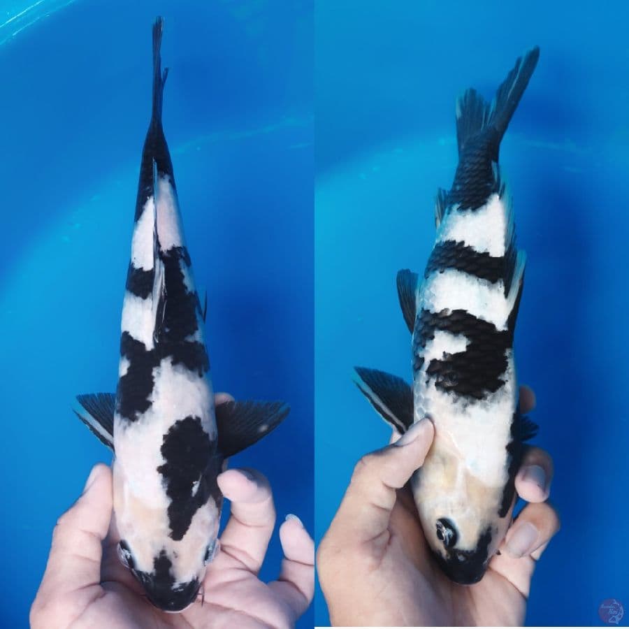 30cm male