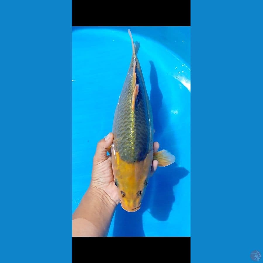40 cm anikan
