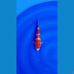 kohaku size 30 cm jantan sirip depan ujung mulai tumbuh