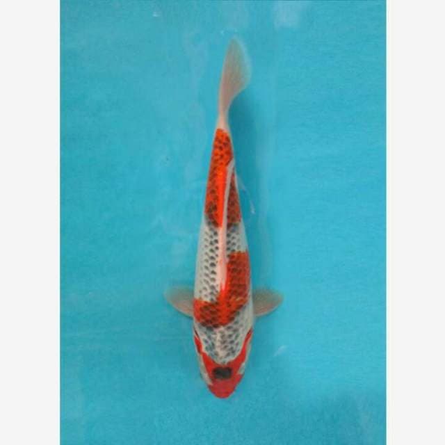 CENDRAWASIH KOI SHOP