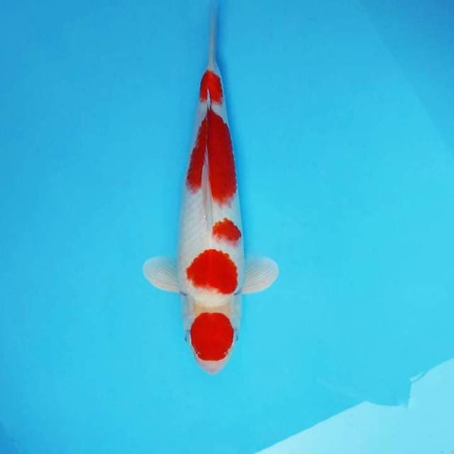 KIREII ~ MARUTEN KOHAKU,-