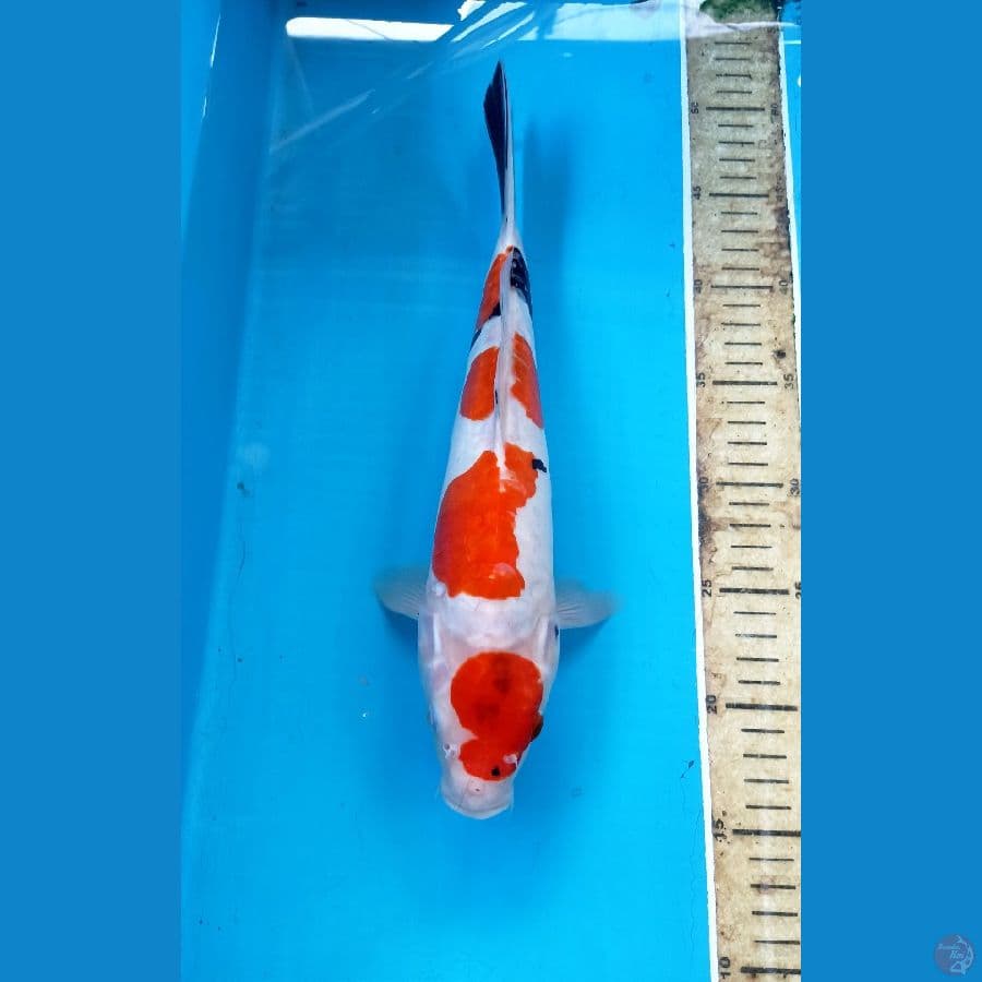 Showa doit 32cm