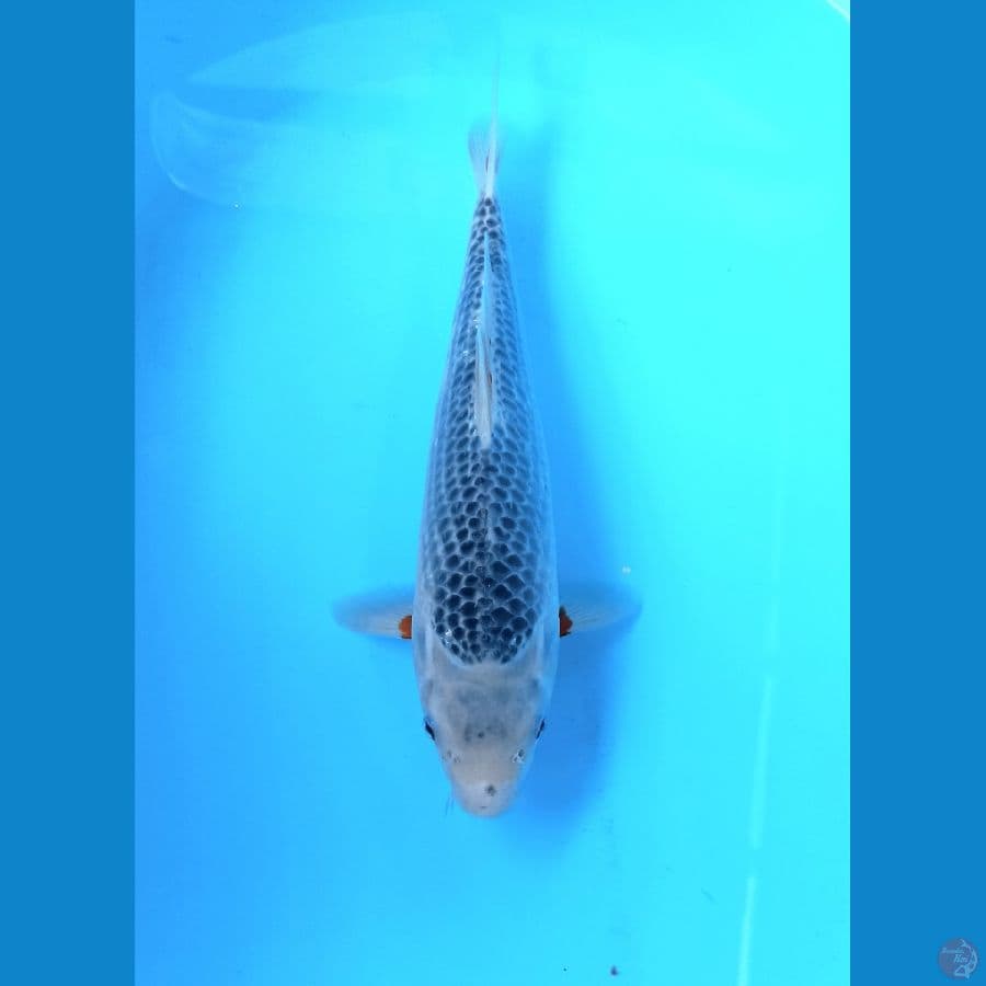 Asagi 31cm