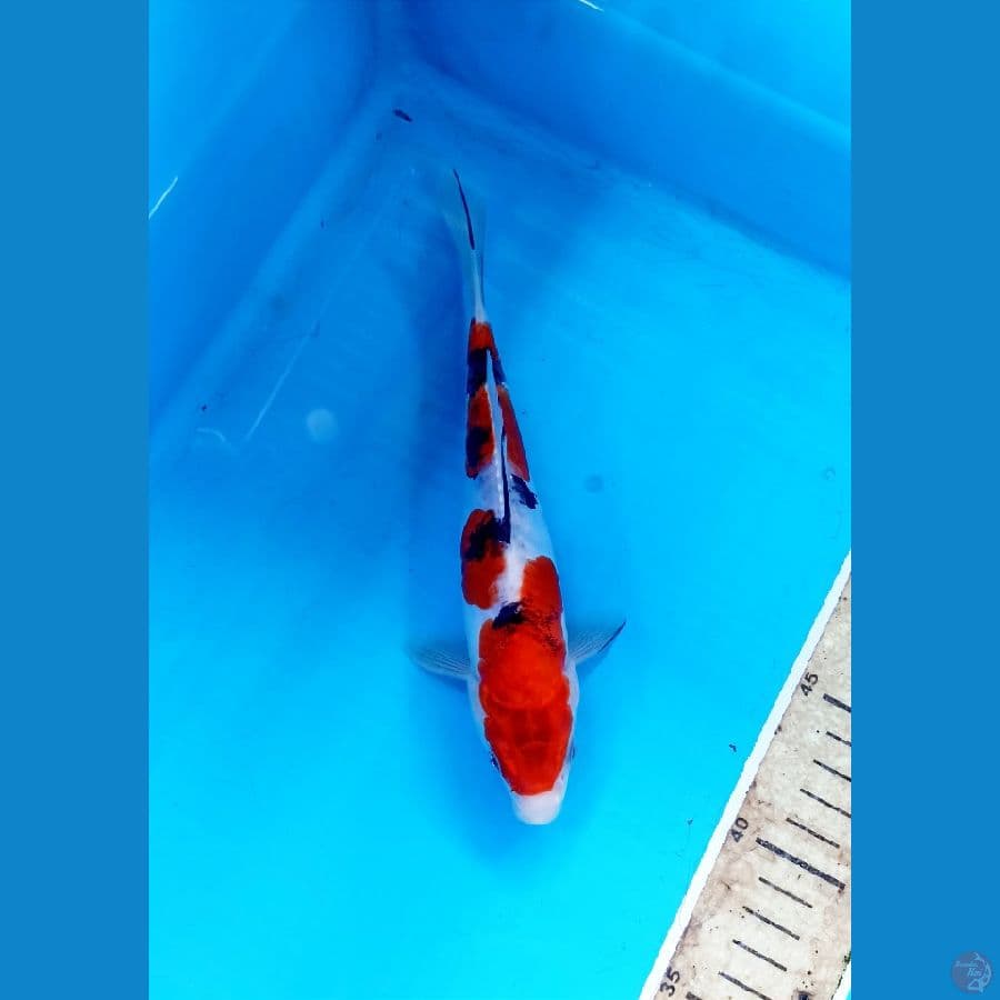 Sanke doit 20cm