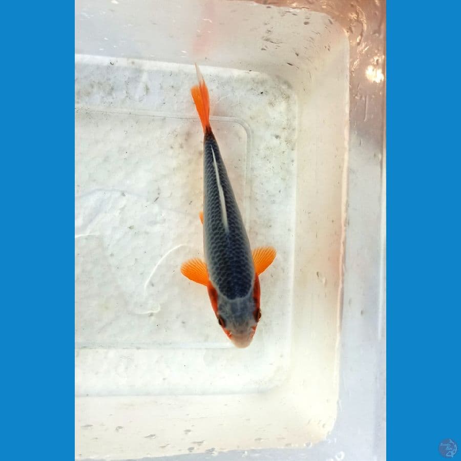 Asagi 13cm