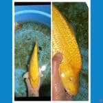 Karasi MM Punuk 33CM