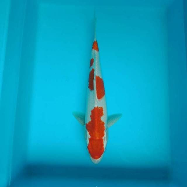 Kohaku 32 cm
