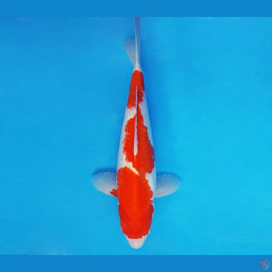 HANA 3 - Kohaku 36 cm/fm ®