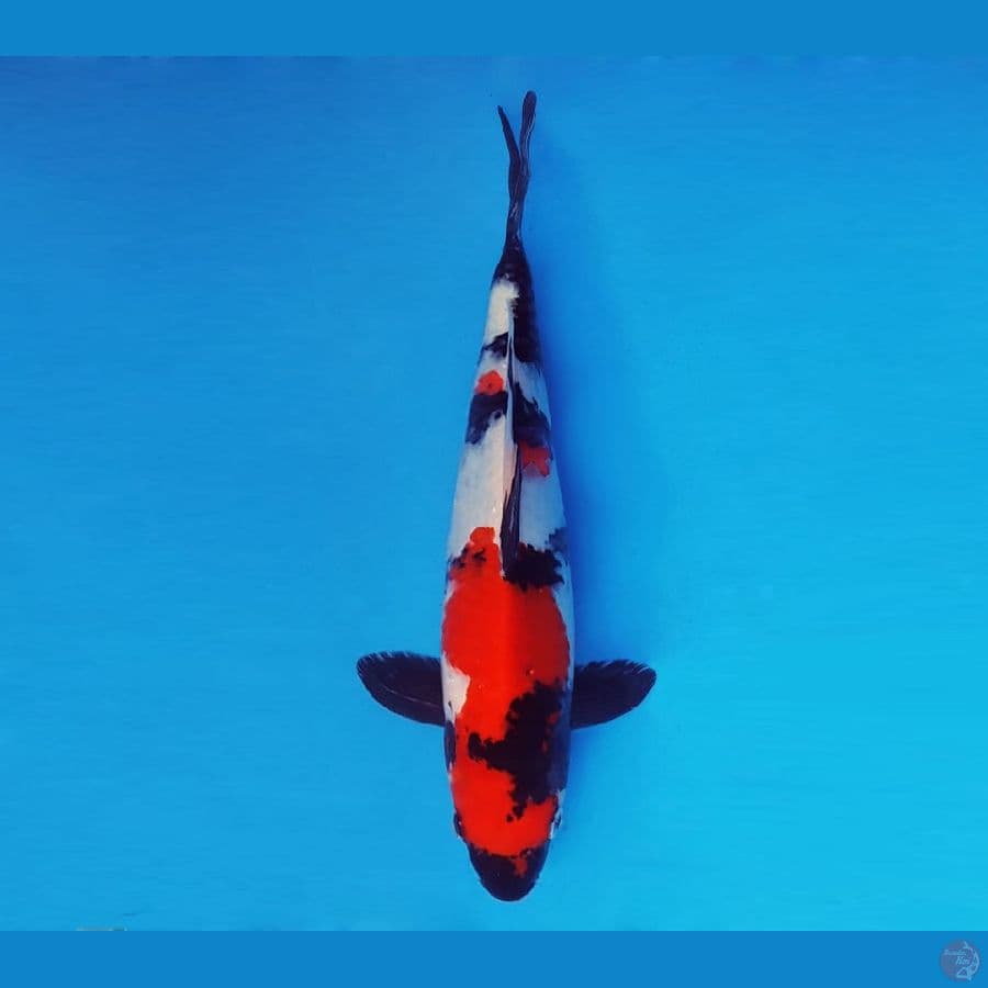 HANA 7 - Showa 34 cm/male ®