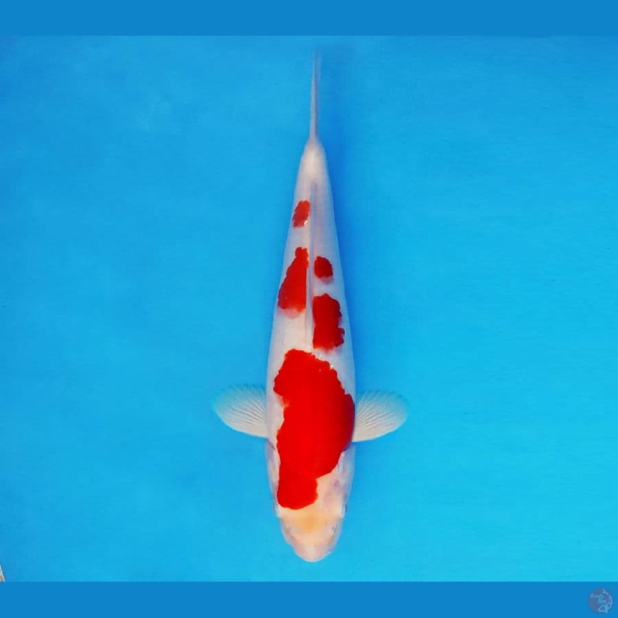 HANA 8 - Kohaku 29 cm/fm ®