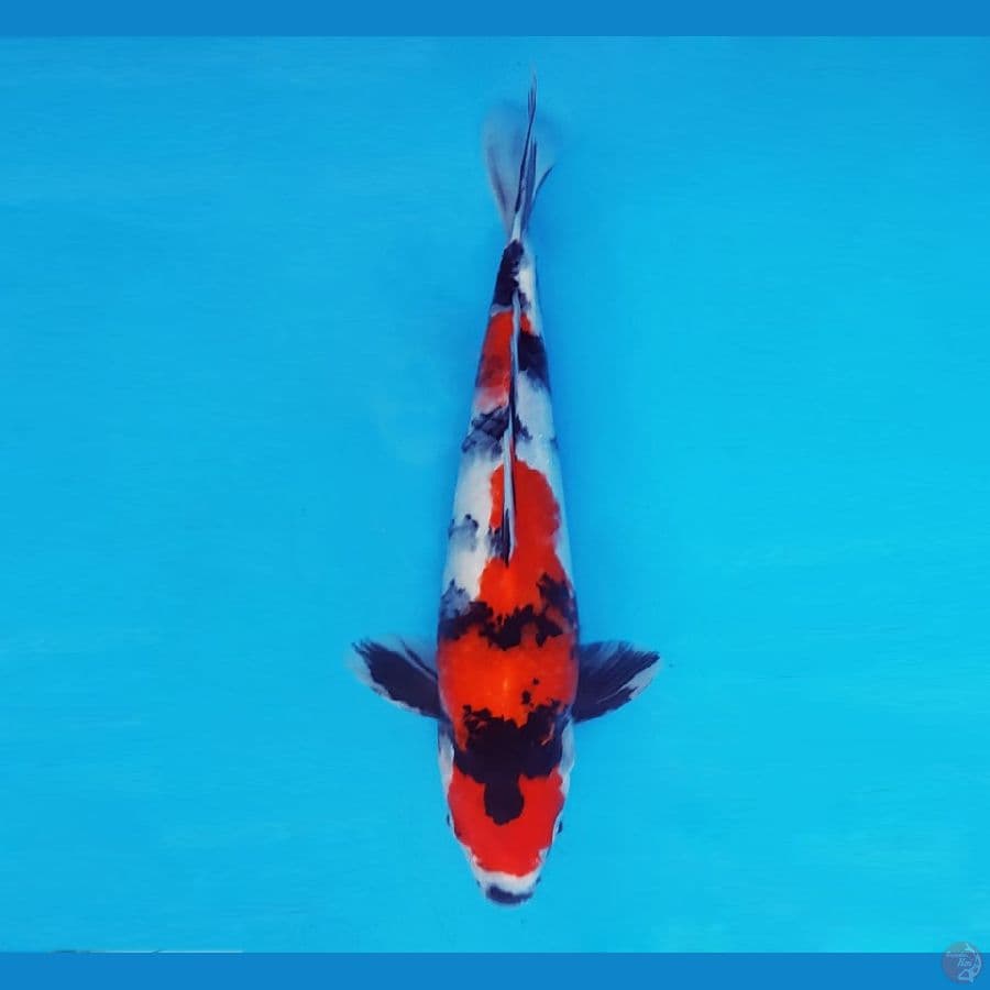 HANA 9 - Showa 32 cm/male ®