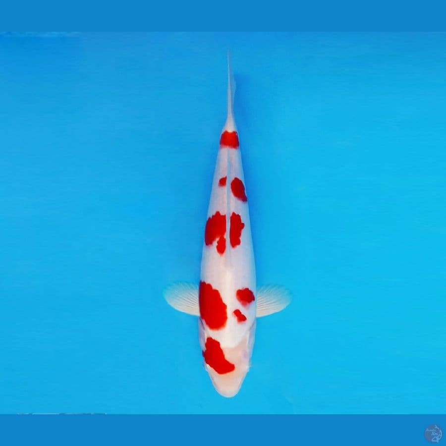 HANA 12 - Kohaku 24 cm/male ®