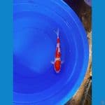 KOHAKU || 40BU