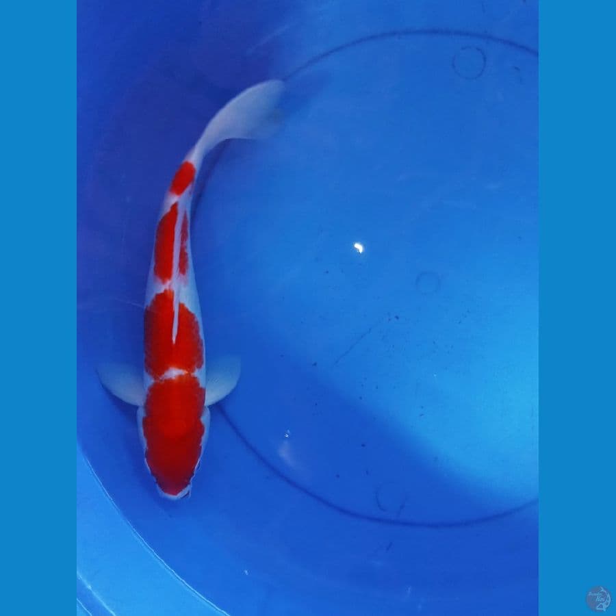 KOHAKU || 40BU 
