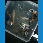 Calon-calon top free keeping || 10-12cm 