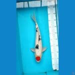 Tancho sanke Male 38 cm