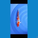 Sanke female 40 cm