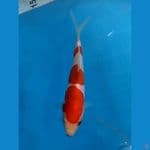 SQ MINION KOHAKU DOIT 12 CM