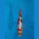 SQ MARUTEN KOHAKU DOITSU 14 CM