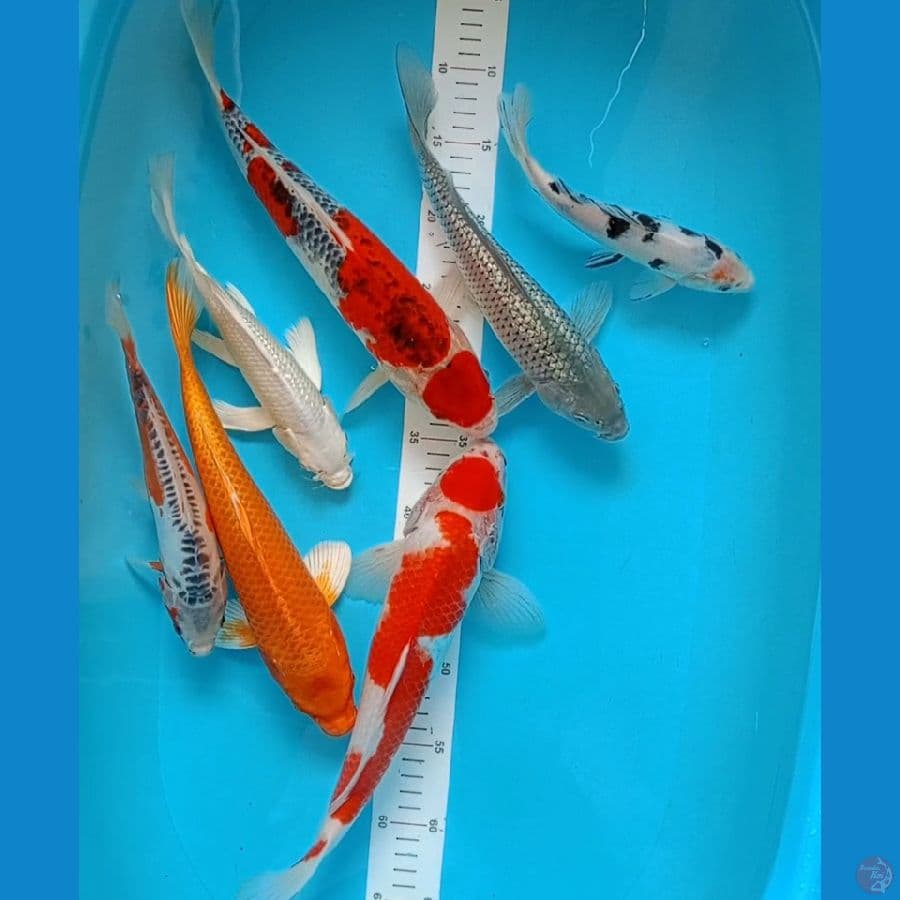 7 ekor 23-37cm