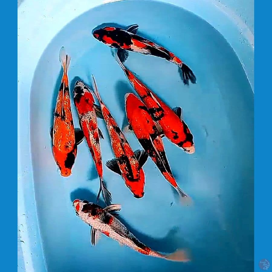 25-27 cm mix  hot