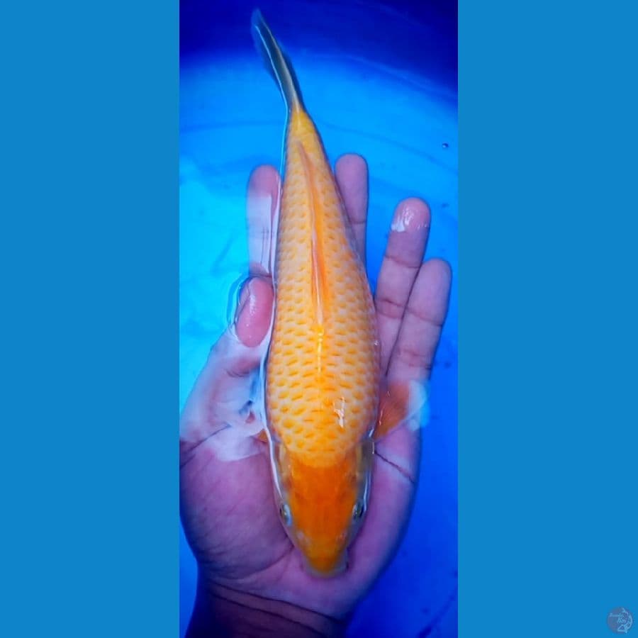karasi corn