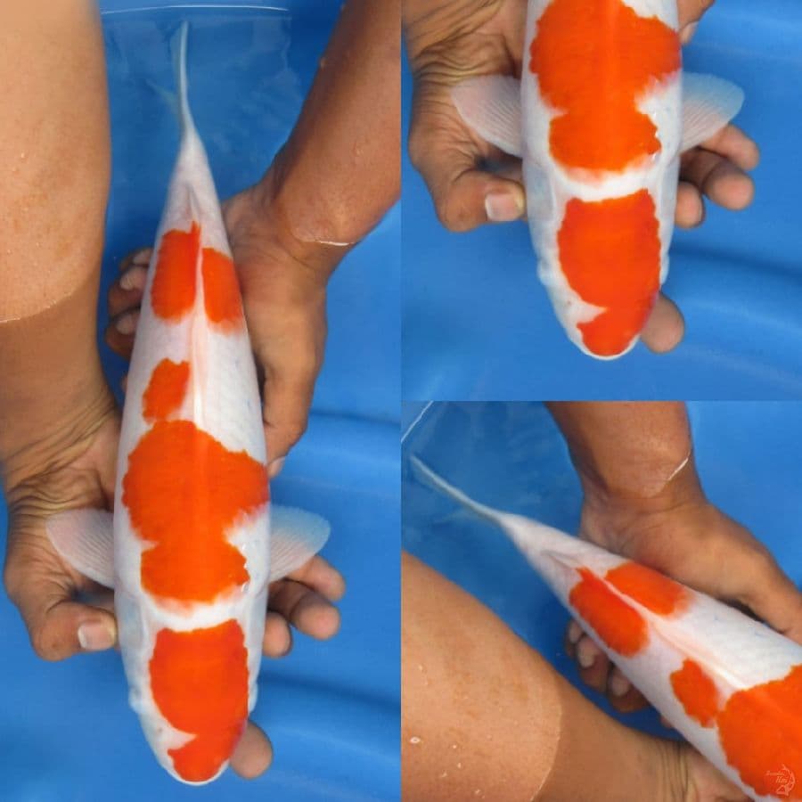 34cm , Maruten Kohaku