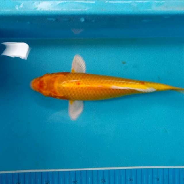 Yamabuki ogon