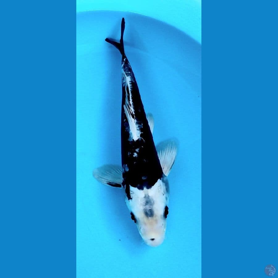 kawarimono 33cm